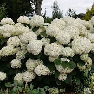 Incrediball Storm Proof Smooth Hydrangea Perennial -4&quot; Pot - Proven Winners