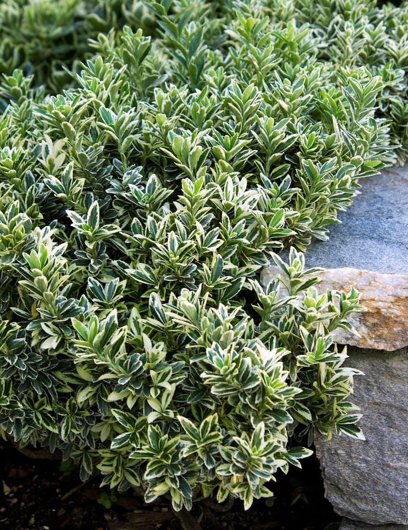 Mini Variegated Wintercreeper Plant Euonymus Very Easy Etsy