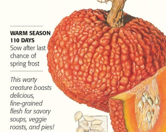 Red Warty Thing Pumpkin Seeds - Etsy