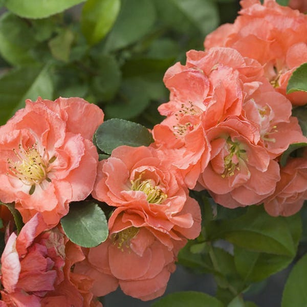 Double Take Chaenomeles Peach - 4" pot - Flowering Quince - Proven Winners
