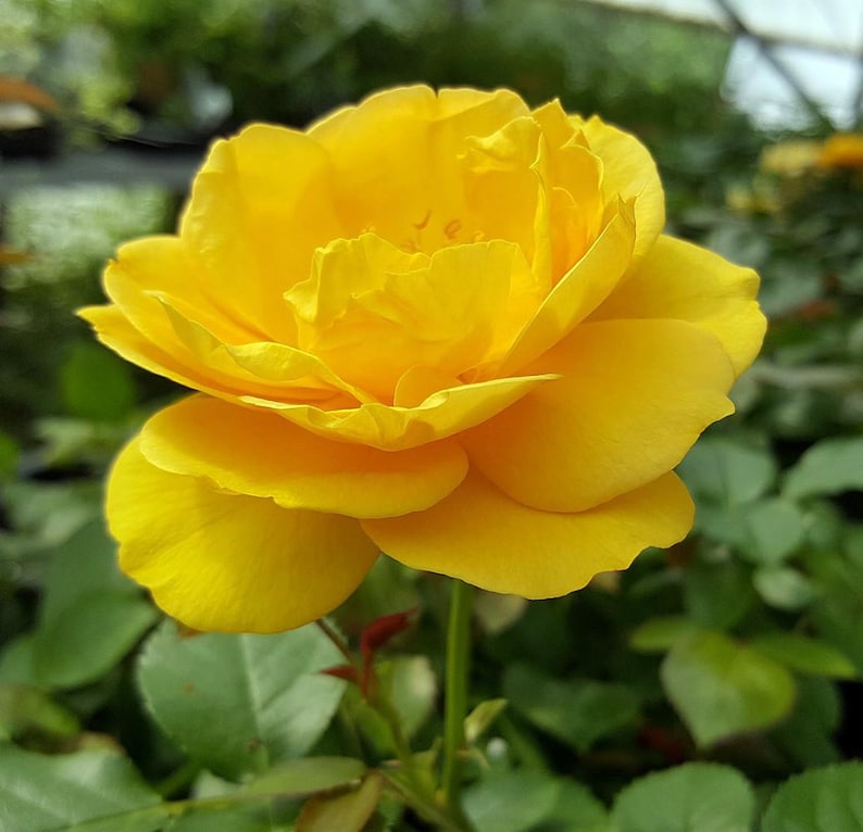 Julia Child Rose Bush - Butter Yellow - 4" Pot Bild 1