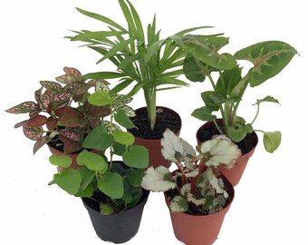 Terrarium & Fairy Garden Plants - 5 Plants in 2" pots