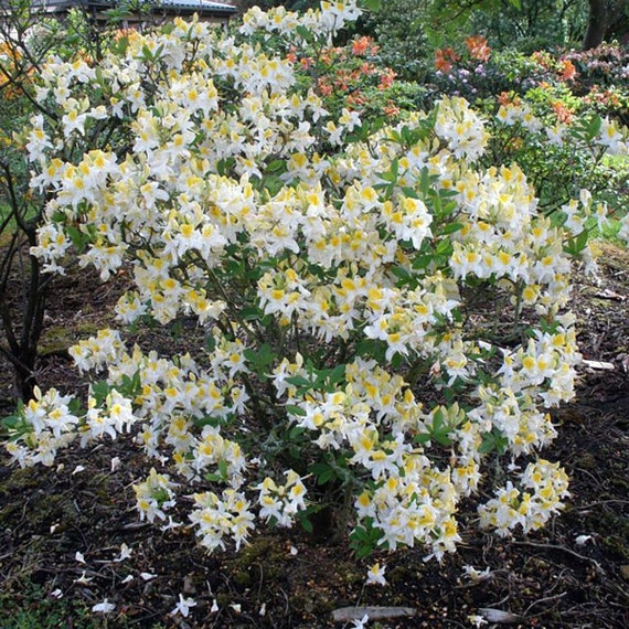 2.5" pot Very Hardy Northern Hi-Lights Deciduous Exbury Azalea 2.5" pot Very Hardy Northern Hi-Lights Deciduous Exbury Azalea