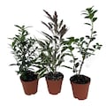 Zen Living Bonsai Assortment - 3 Plants 2" Pots