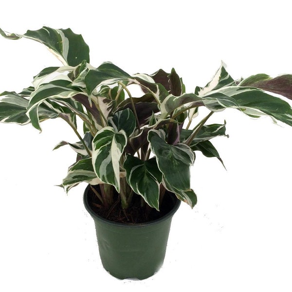 Fusion White Peacock Plant - Calathea - Easy House Plant - 4" Pot