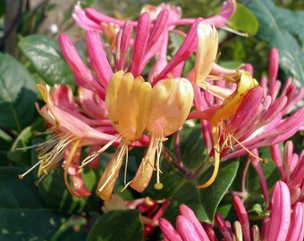 Gold Flame Honeysuckle Vine - Lonicera - Very Hardy - 2.5" Pot