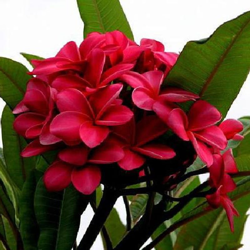 Rooted Pnk Plumera Plant Wth Mult Tp KANEOHE SUNSET - Etsy