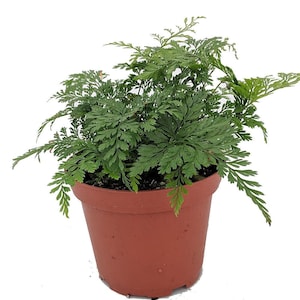 Rare Black Rabbit&#39;s Foot Fern - 3.7&quot; Pot - Davallia trichomanoides