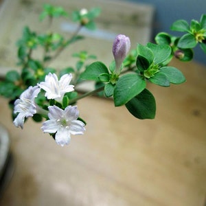 Cherry Blossom Serissa Tree - 2.5" Pot - House Plant, Fairy Garden Plant, Bonsai