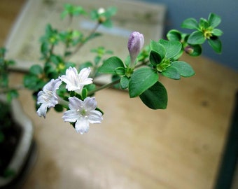 Cherry Blossom Serissa Tree - 2.5" Pot - House Plant, Fairy Garden Plant, Bonsai