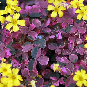 Plum Crazy Shamrock - Oxalis - 2.5" Pot - Fairy Garden Plant/House Plant/Edible