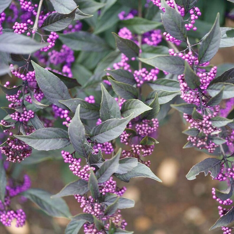 Proven Winners Pearl Glam Beautyberry - Thumbnail 2