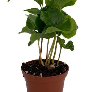 Coffee Bean Plant 2.5 Pot Coffee Arabica image 1