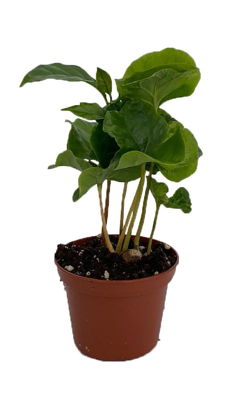 Coffee Bean Plant 2.5 Pot Coffee Arabica image 1