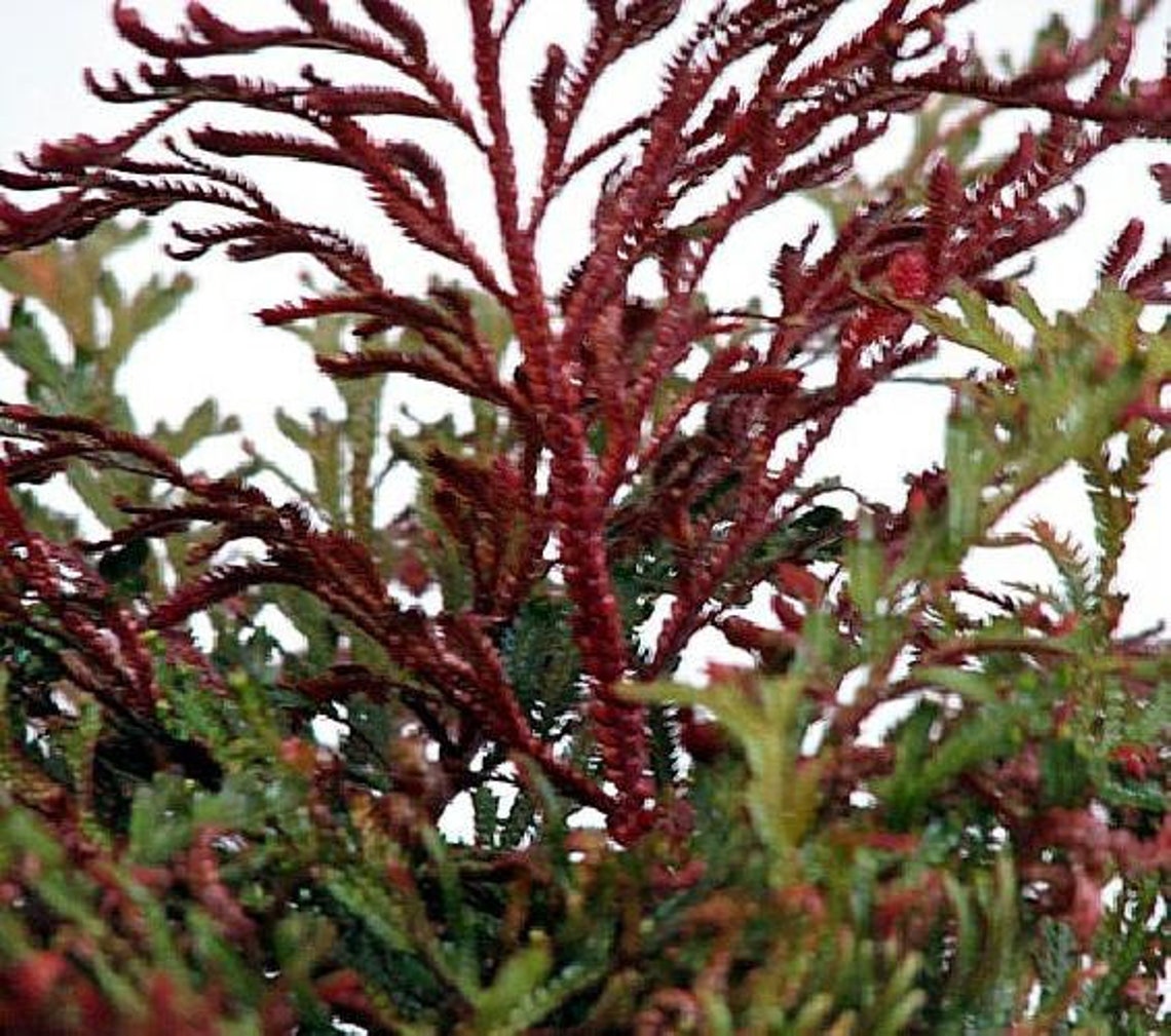 Ruby Red Club Moss Selaginella Exotic Easy House Plant Etsy