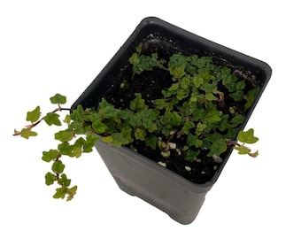 Mini Oakleaf Creeping Fig - Ficus quercifolia -Terrarium/Fairy Garden - 2.5" Pot