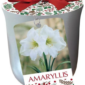 White Christmas Silver Ceramic Pot Amaryllis Kit - Bulb/Pot/Planting Medium