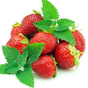 Strawberry Mint - Grow Indoors or Out - Live Plant - 3" Pot