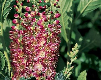 Ruby Spice Summersweet - Clethra alnifolia - Fragrant - 4" Pot