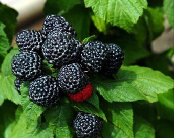 Jewell Black Raspberry Plant - Very Sweet - 3.25" Pot