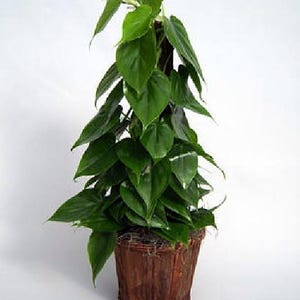Heart Leaf Philodendron cordatum - 2 Plants - World's Easiest Houseplant-3" Pots immagine 4