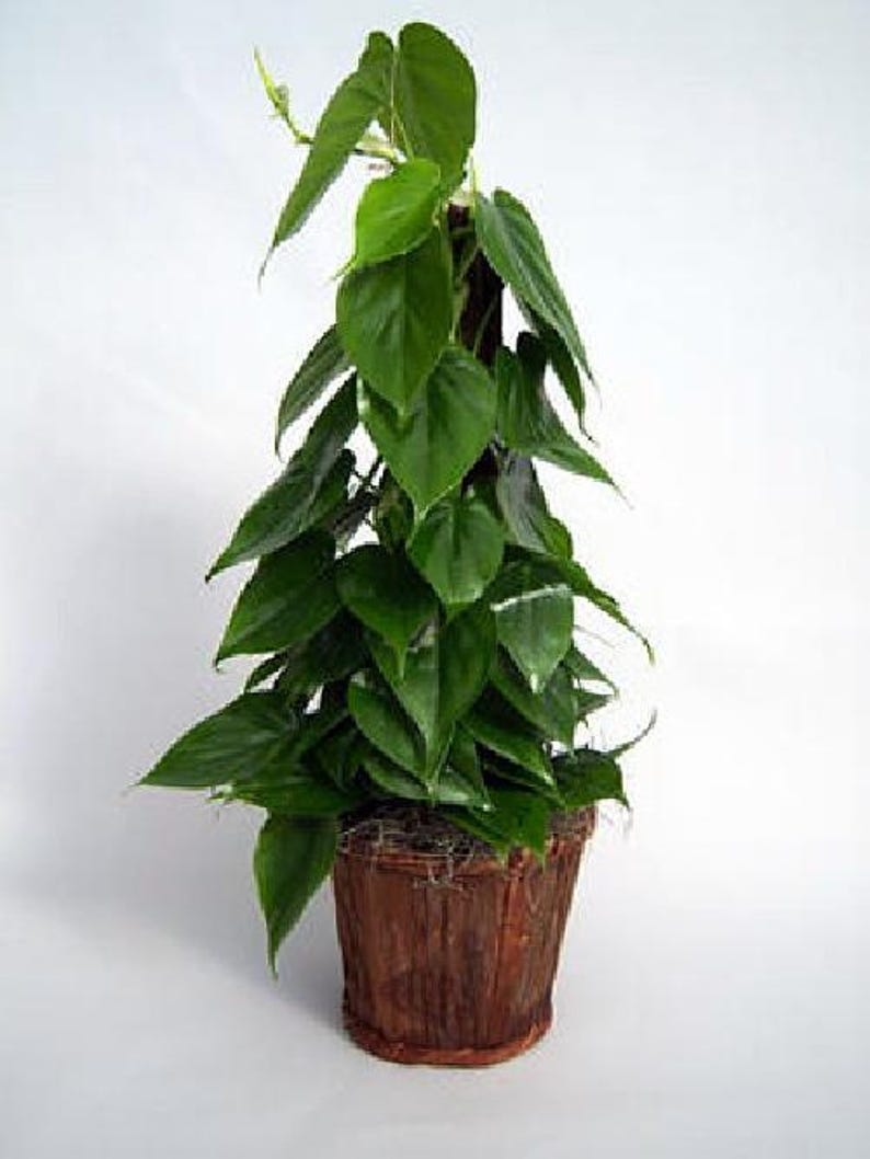 Heart Leaf Philodendron cordatum - 2 Plants - World's Easiest Houseplant-3" Pots immagine 4