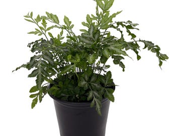 Silver Lace Table Fern - Easy House Plant - 4" pot