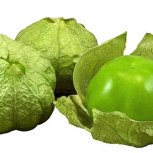 Tomatillo Plant - Husk Tomato - 2.5" Pot