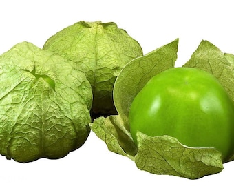 Tomatillo Plant - Husk Tomato - 2.5" Pot