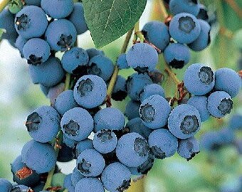 Bluecrop Blueberry Plant - Large/Delicious/Midseason - 2.5" Pot