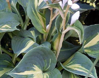 Dream Queen Hosta - Thick Blue Leaves - White Flowers - Live Plants - Quart Pot