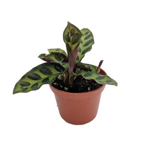 Rattlesnake Plant - Calathea lancifolia - Easy House Plant - 2.5" Pot