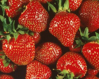 Quinalt Everbearing Strawberry 25 Bare Root Plants - Huge Fruit Size