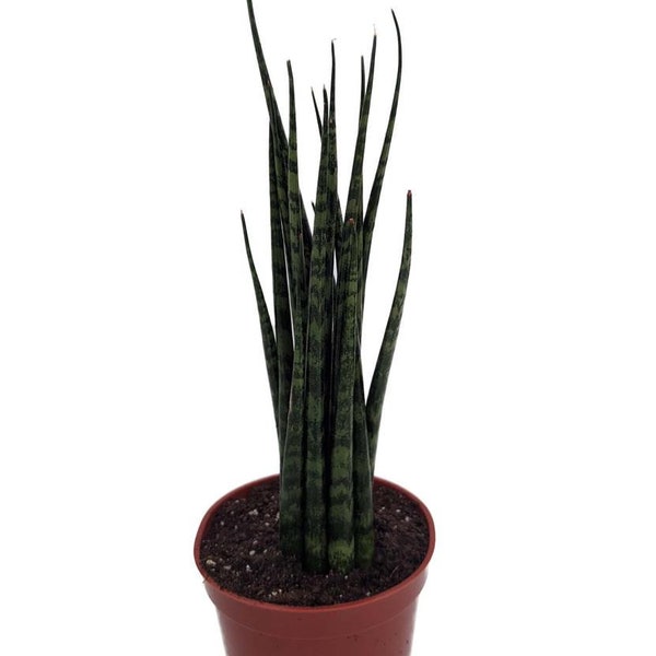 Fernwood Mikado Snake Plant - Sanseveria - Almost Impossible to kill - 2.5" Pot