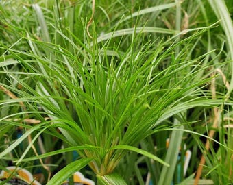 Nile Queen Papyrus Plant - Cyperus - Live Plant - 2.5" Pot