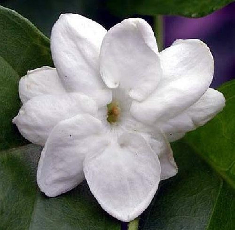 Ohio Grown Arabian Tea Jasmine Plant Maid of Orleans Etsy