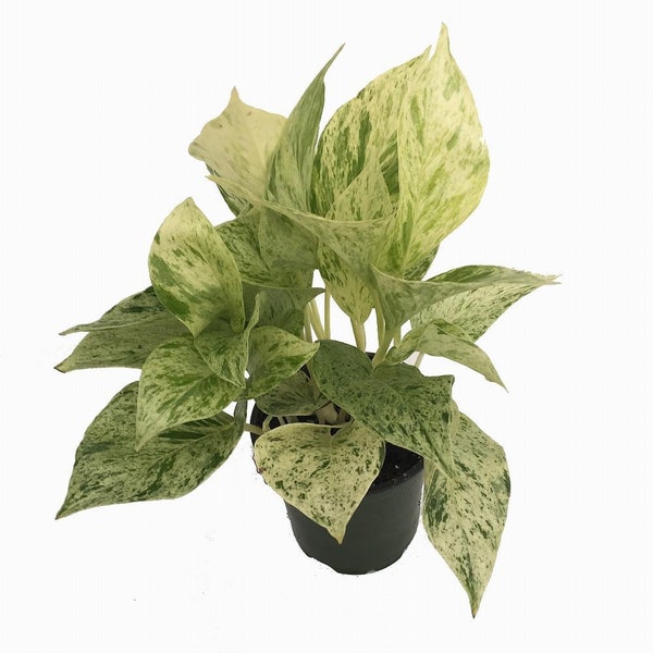 Marble Queen Devil's Ivy - Pothos - Epipremnum - 4" Pot - Easy to Grow