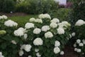 Invincibelle Wee White® Hydrangea - 4" Pot - Proven Winners