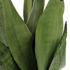 Moonshine Snake Plant - Sanseveria - Almost Impossible to kill - 6" Pot
