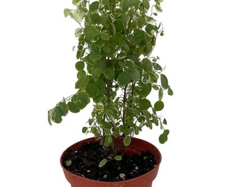 Snowbush - Breynia disticha - Great House Plant - 4" Pot