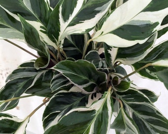 Fusion White Peacock Plant - Calathea - Easy House Plant - 4" Pot