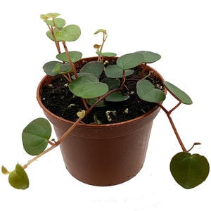 Ruby Cascade Peperomia - 2.5" Pot - Collector's Series