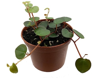 Ruby Cascade Peperomia - 2.5" Pot - Collector's Series