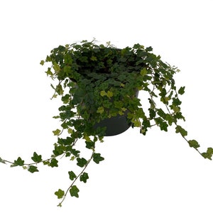 Mini Oakleaf Creeping Fig - Terrarium/Topiary/HousePlant/Fairy Garden - 4" Pot