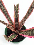 Rainbow Earth Star Plant - Cryptanthus -  5" Pot