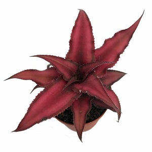 Fire Mystic Red Earth Star Plant - Cryptanthus - Easy - 2.5" Pot
