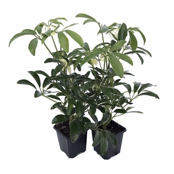 Creme & Green Hawaiian Schefflera 2 Plants - Great Indoors - 3" Pot
