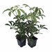 see more listings in the House Plants section