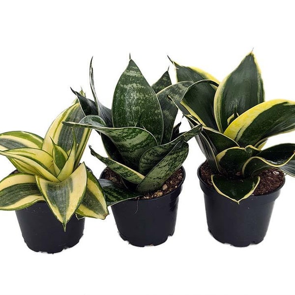 Birdsnest Snake Plant Collection - Sanseveria - 3 plants growing in 2" pots