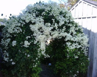 Sweet Autumn Clematis Vine  - Clematis paniculata - Fragrant - 2.5" Pot